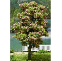 Dollhouse Miniature Tree-Premade, 6"" Blossom, 2Pc